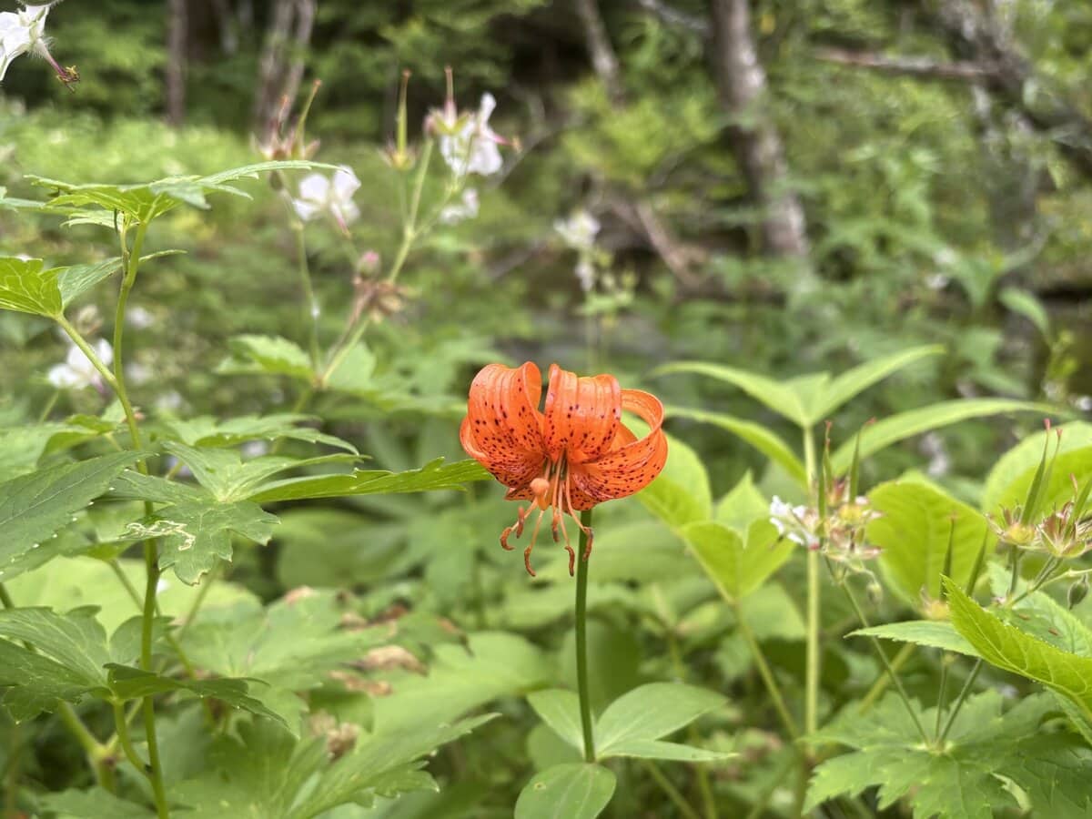 長野　上高地　高山植物