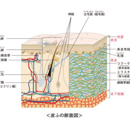 皮膚は人体最大の臓器。体を守る役割を担っています