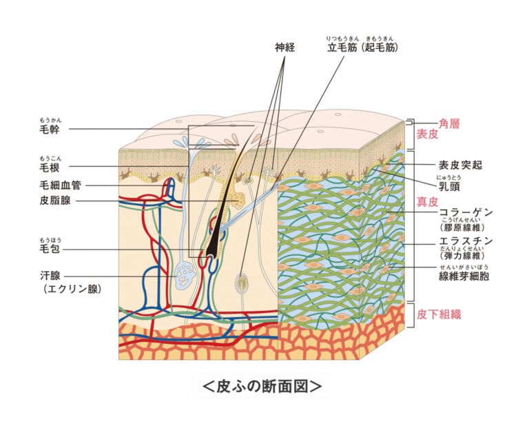 皮膚は人体最大の臓器。体を守る役割を担っています