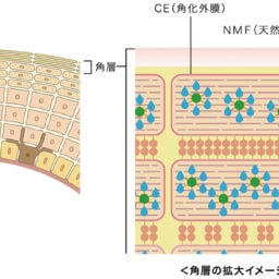 ブロック＆モルタル構造が整っていることがバリア機能の要