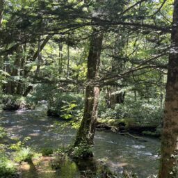 湯滝と湯滝裏の散歩道