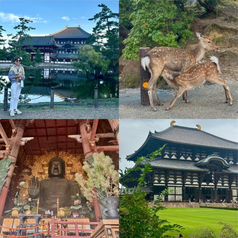【60代旅行】「東大寺」を参拝して帰りは観光特急「あをによし」に乗車！お友達との奈良旅行の様子をご紹介！