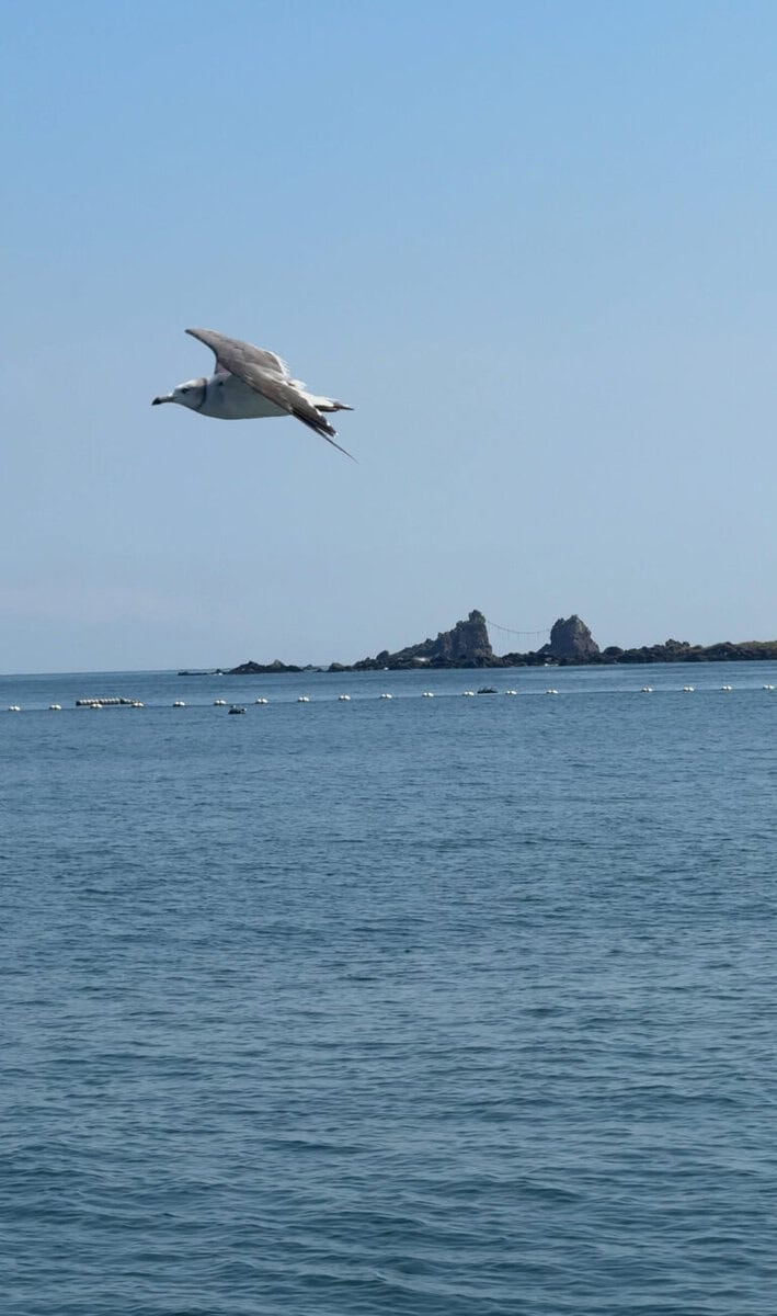 カモメが飛ぶ奥に見えるのが三ツ石