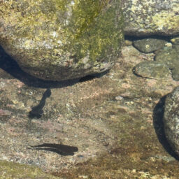 潮溜りをのぞいていると小魚が出てきました。