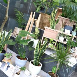 カインズ　観葉植物