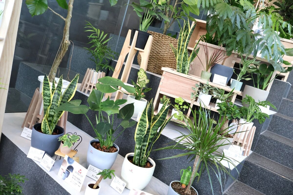 カインズ　観葉植物