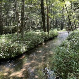 湯滝と湯滝裏の散歩道