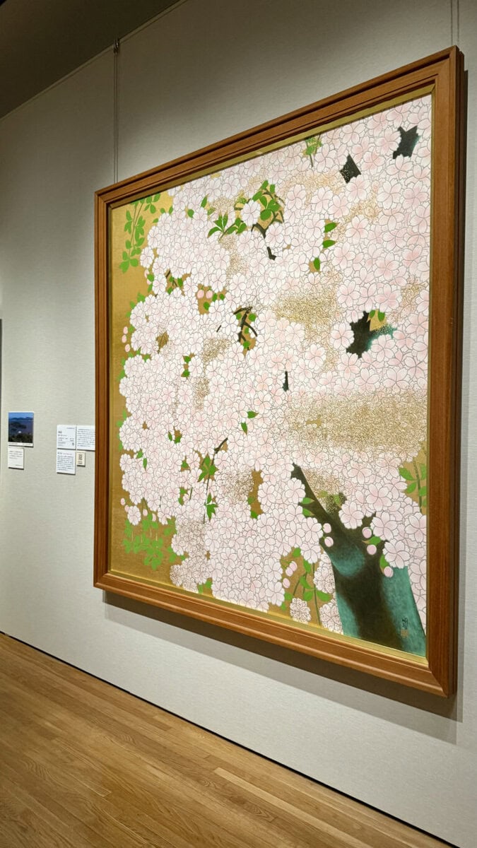 橋本明治《朝陽桜》山種美術館
