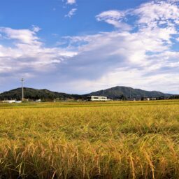 新潟県魚沼市　田園　秋