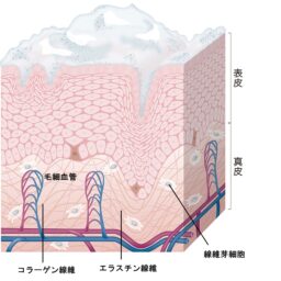 表皮への作用／ターンオーバーを整えてニキビを軽減するほか、紫外線による炎症抑制、角層構造を一時的に緩めスキンケアなじみを高める効果も。