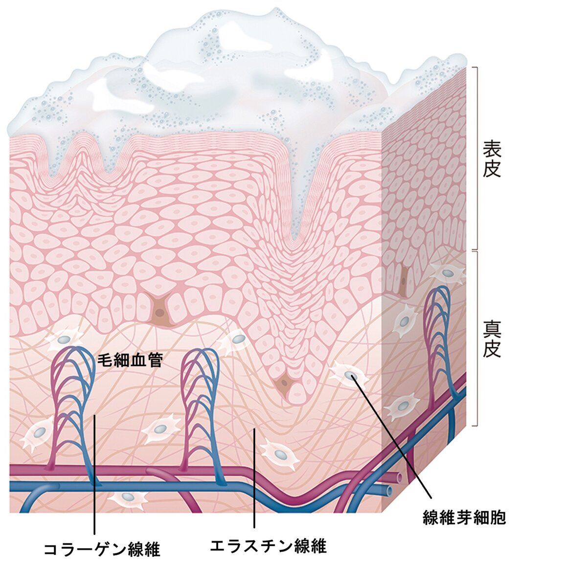 表皮への作用／ターンオーバーを整えてニキビを軽減するほか、紫外線による炎症抑制、角層構造を一時的に緩めスキンケアなじみを高める効果も。