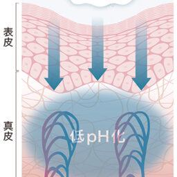 真皮への作用／肌内部の低pH化により、真皮弾性成分を生成する線維芽細胞を活性化。