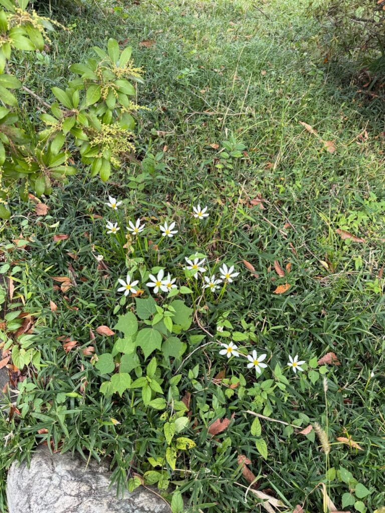 公園の写真