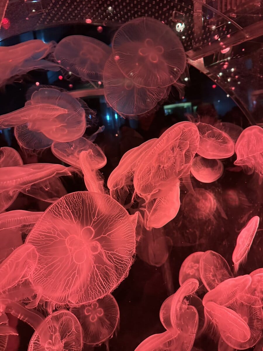 「アクアリウム品川」　クラゲ