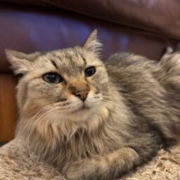 保護猫ふうこちゃん