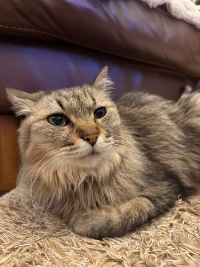 保護猫ふうこちゃん