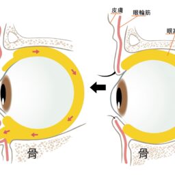目まわりの構造