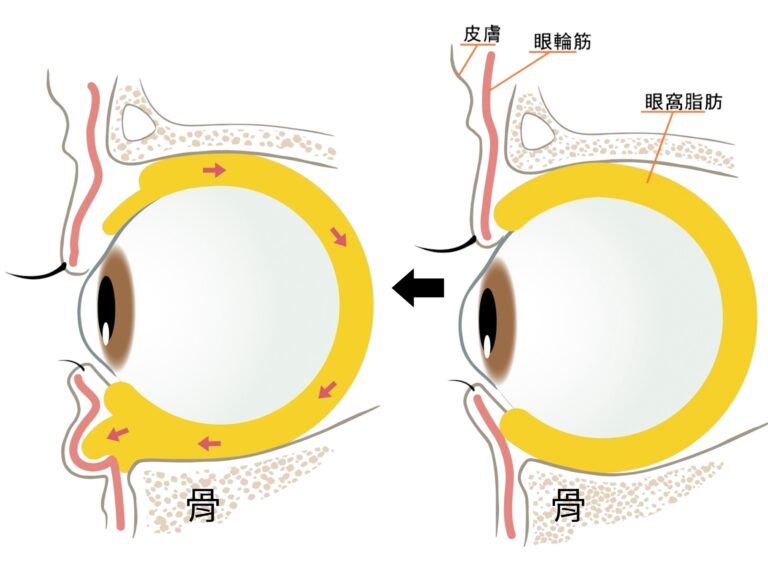 目まわりの構造