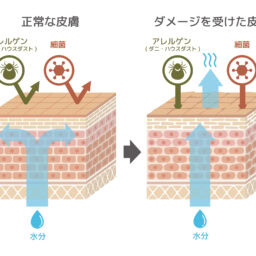 皮脂の代わりとなって肌をバリア