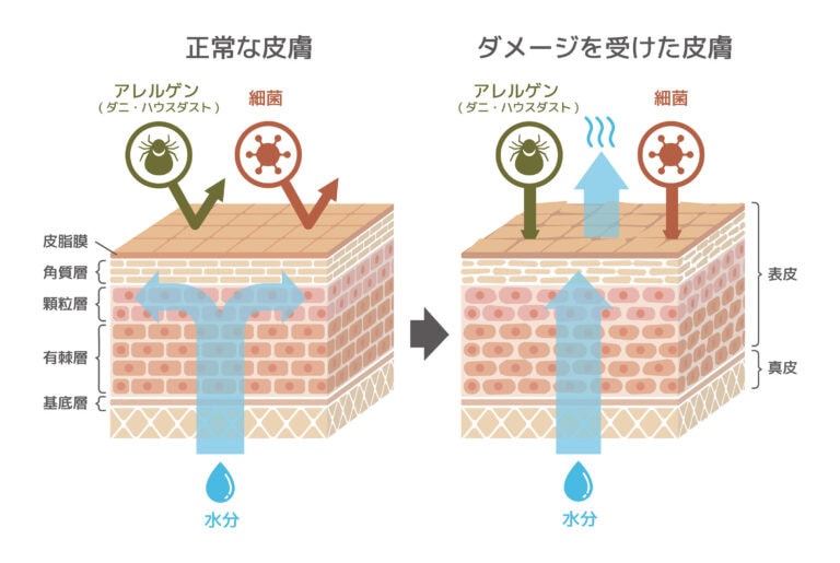 皮脂の代わりとなって肌をバリア