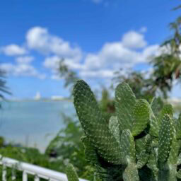 鈴木恵さんの沖縄旅行