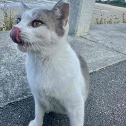 ふと現れた人懐っこい猫さん