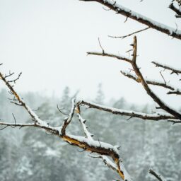 冬季うつの原因