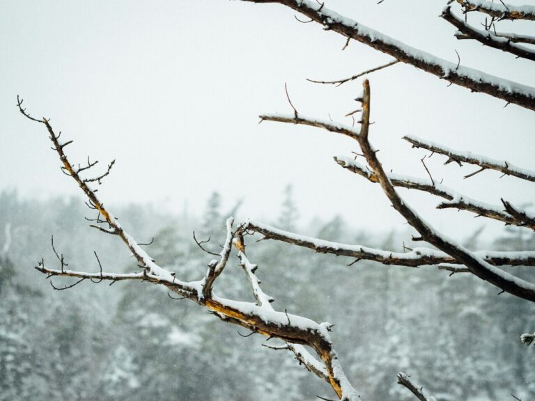 冬季うつの原因