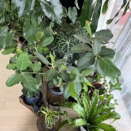 幸福の木・セドナ