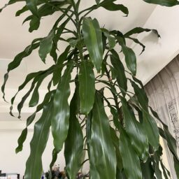 幸福の木・セドナ