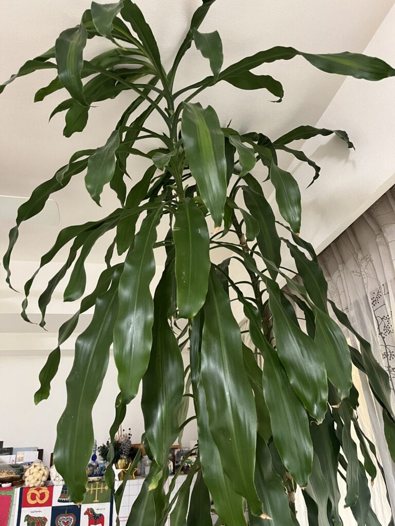 幸福の木・セドナ