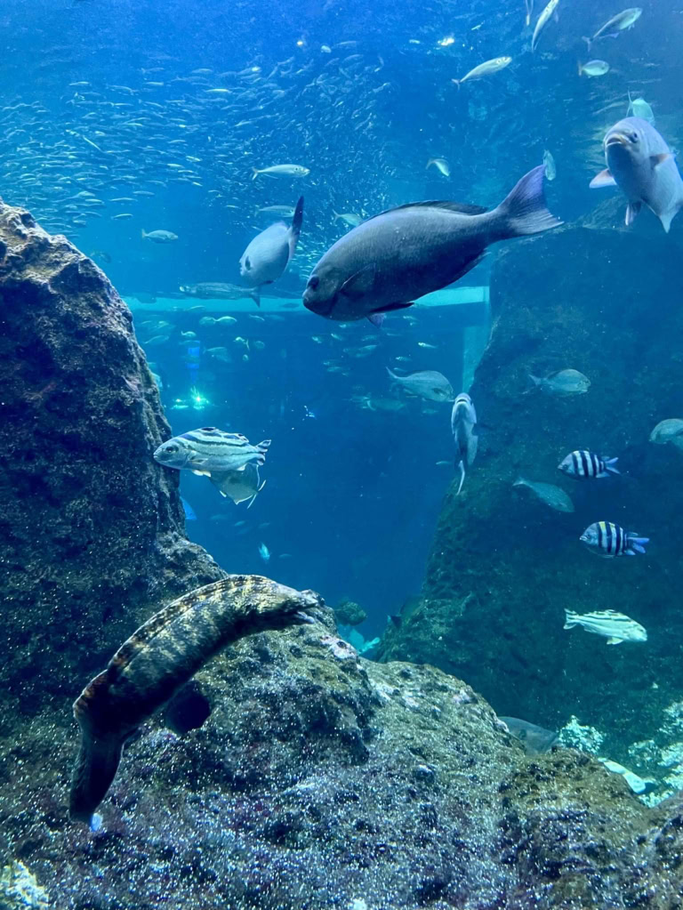 鈴木恵さん1月ブログ⑦