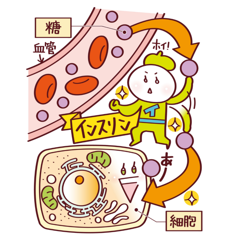 【60代ヘルスケア】そもそも「血糖値」とは？「血糖値スパイク」が起きるとどうなるの？「血糖値」の基本を徹底解説！【医師監修】