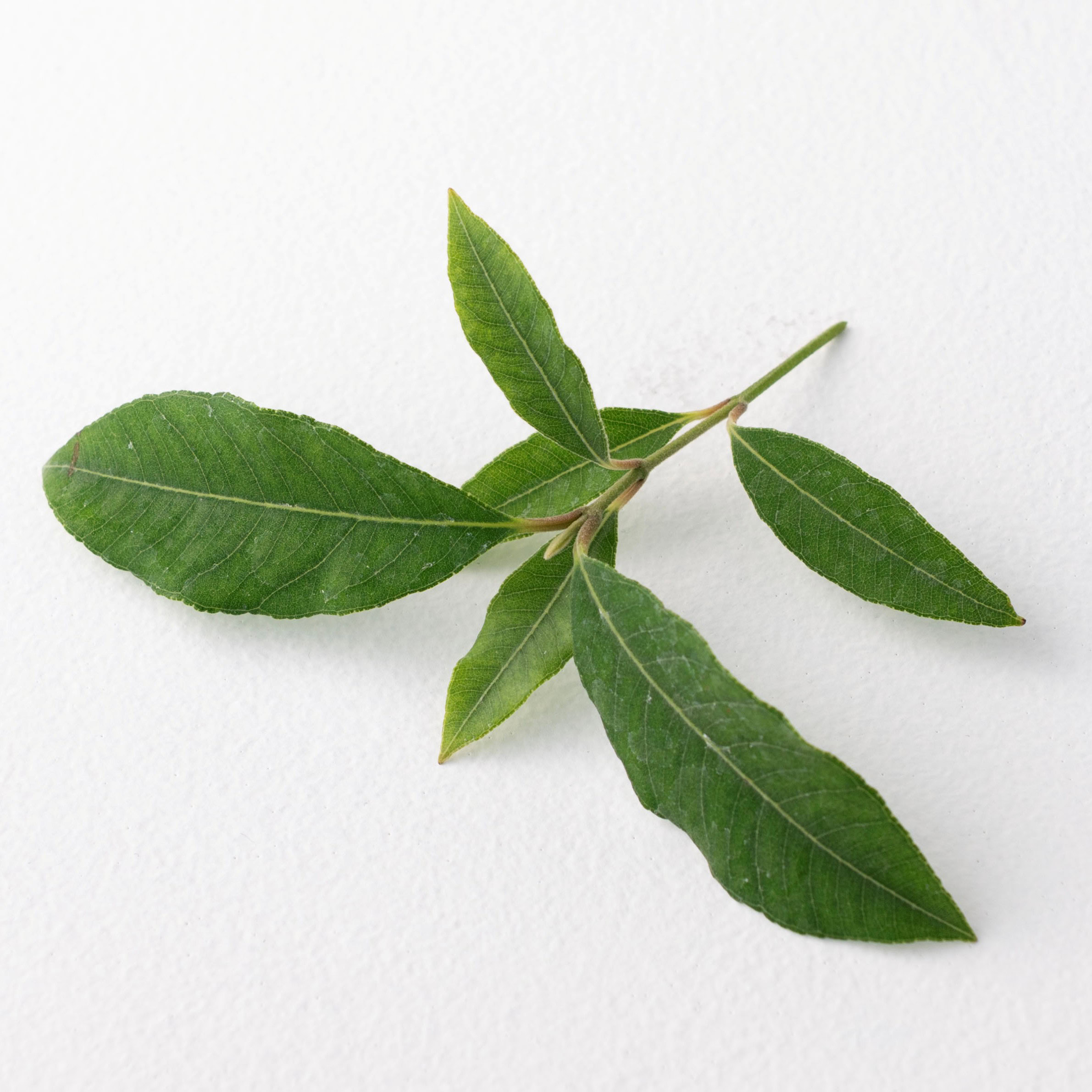 レモンマートルの葉