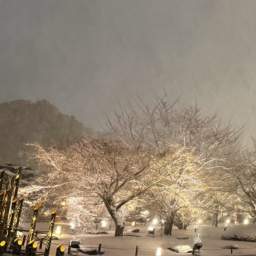 雪の日の桜の木