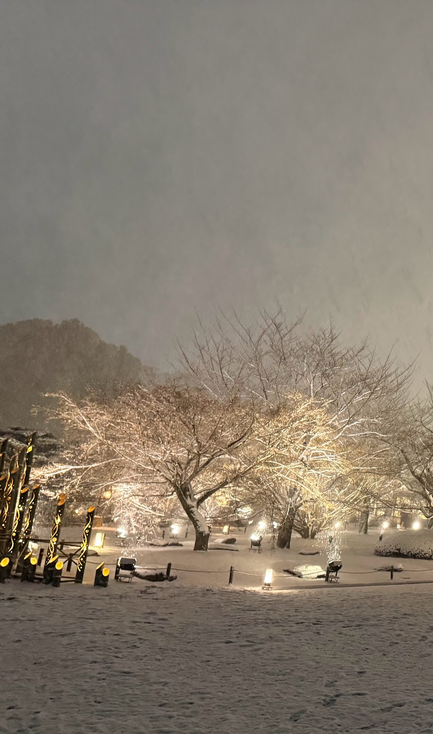 雪の日の桜の木