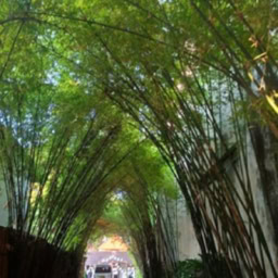 インド先生2月ブログ⑫