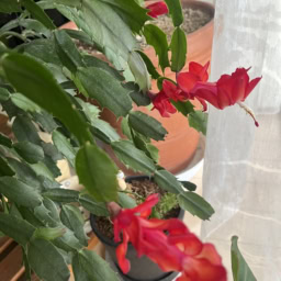 カニサボテンの花