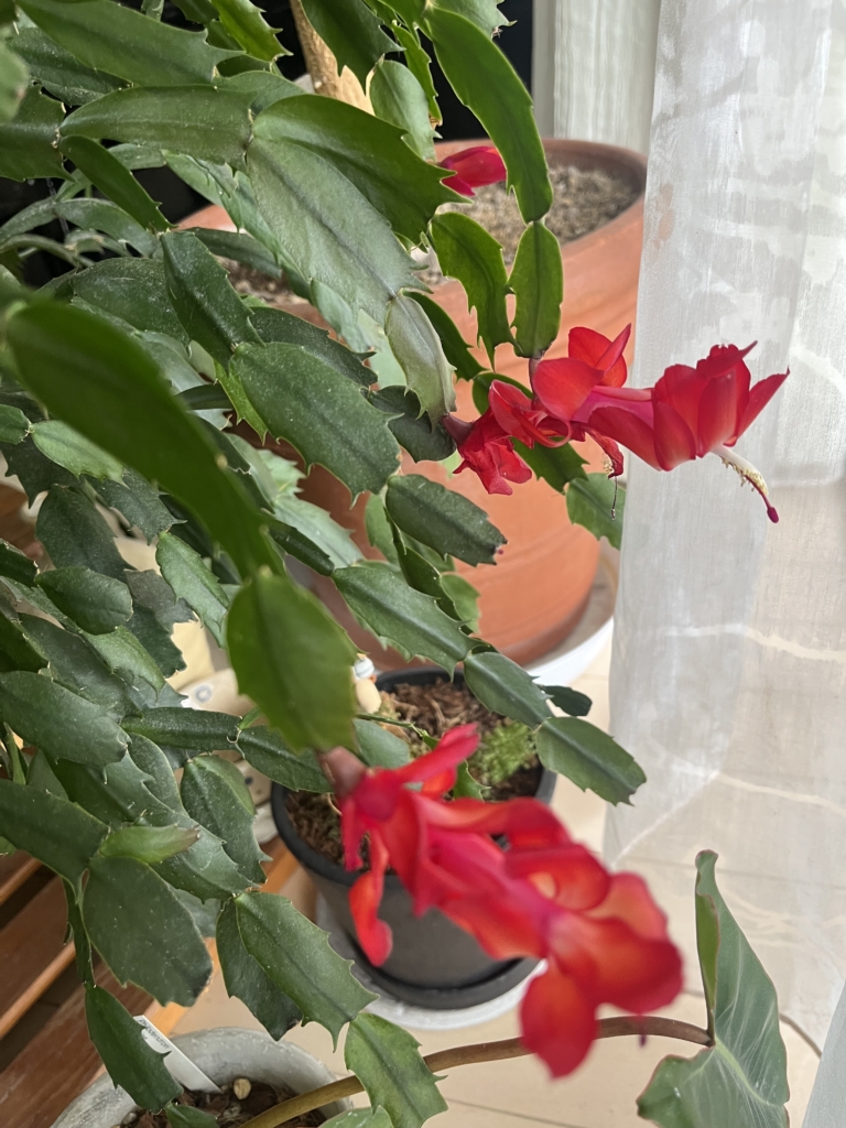 カニサボテンの花