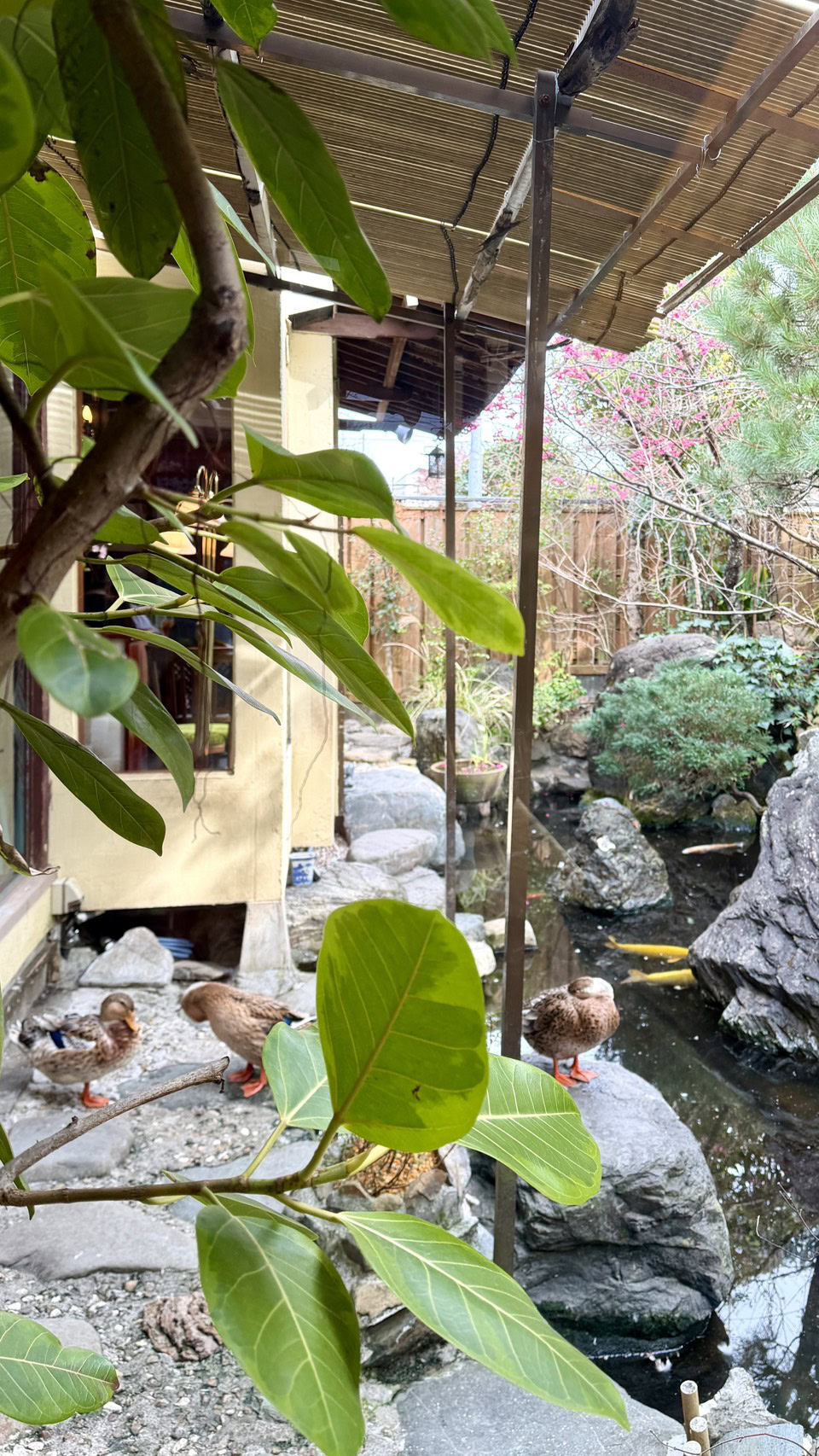 「さくら茶寮」のお庭にある池