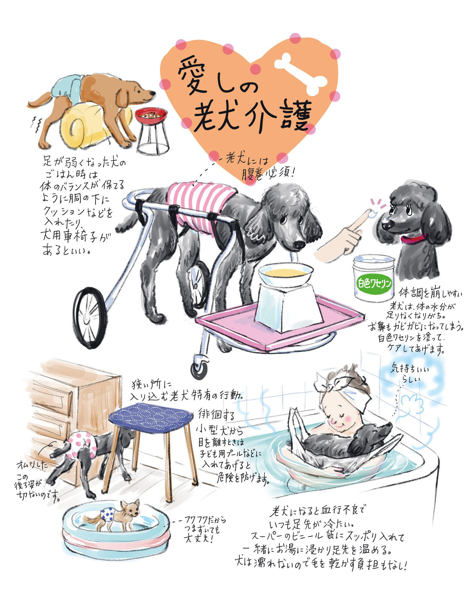 愛しの老犬介護