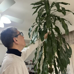 幸福の木「ドラセナ」