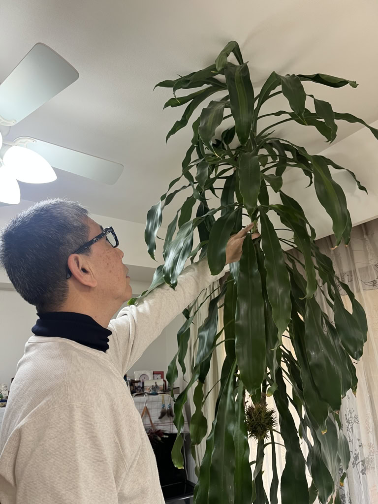 幸福の木「ドラセナ」