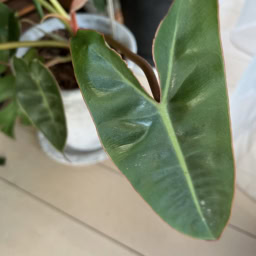 「キツネ君」とニックネームをつけた植物