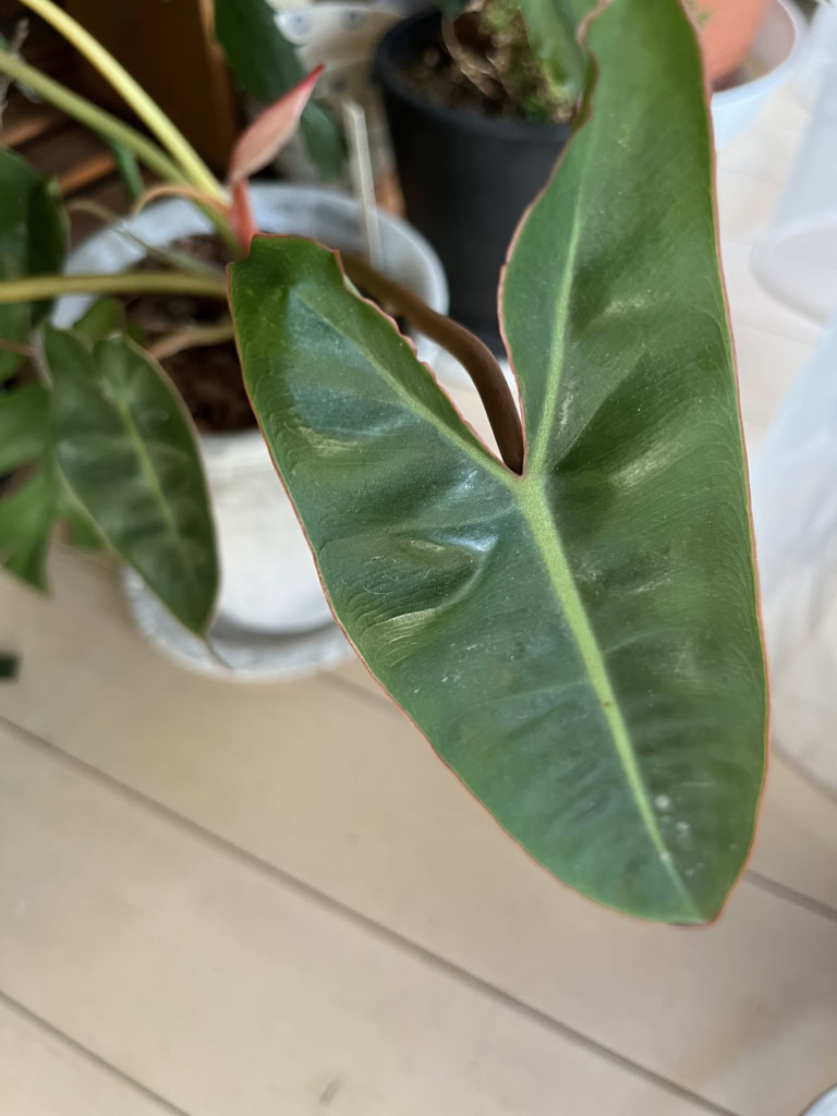 「キツネ君」とニックネームをつけた植物