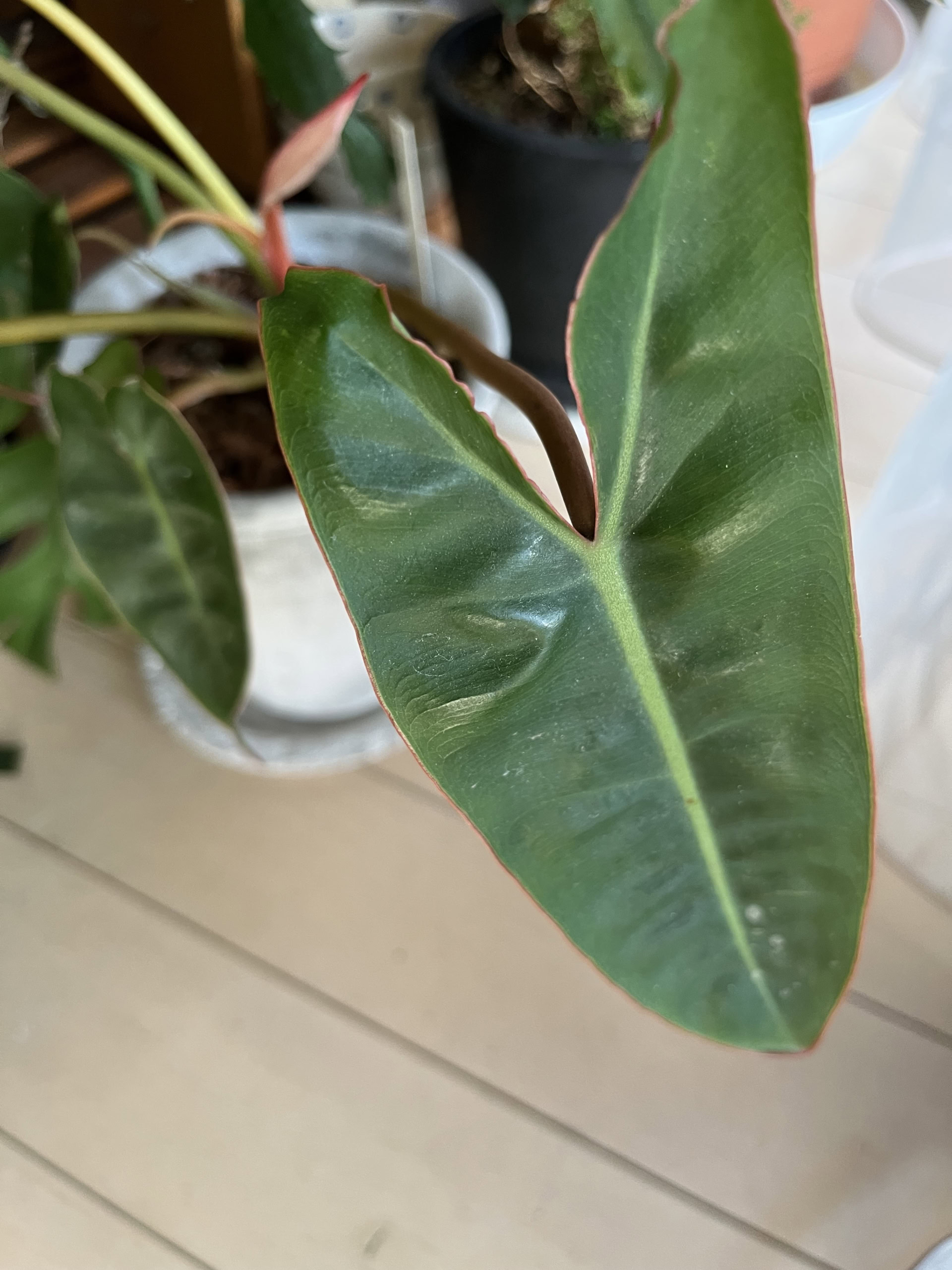 「キツネ君」とニックネームをつけた植物