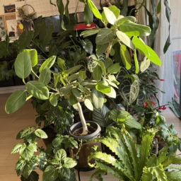 リビングに並べている観葉植物の数々