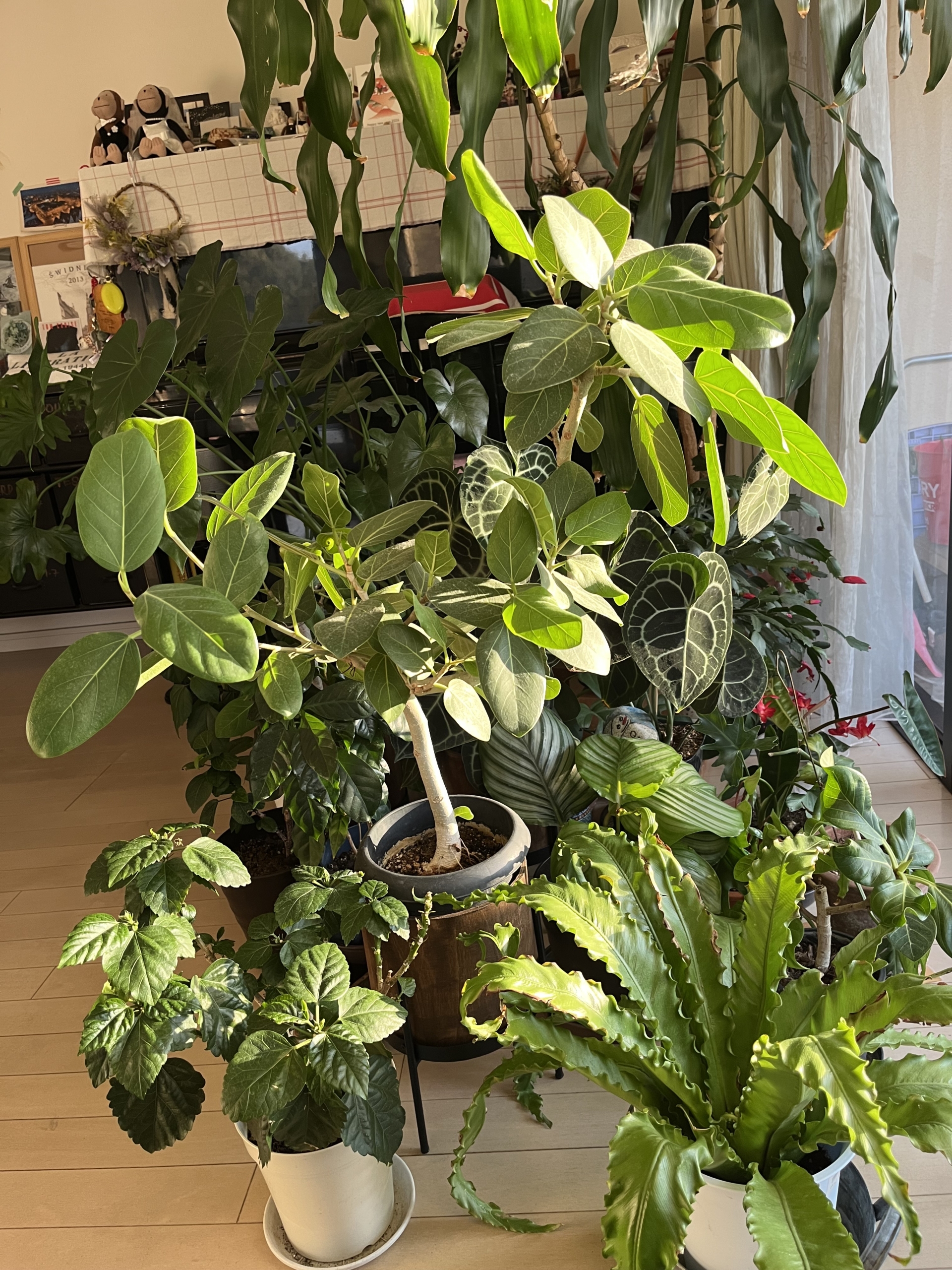 リビングに並べている観葉植物の数々