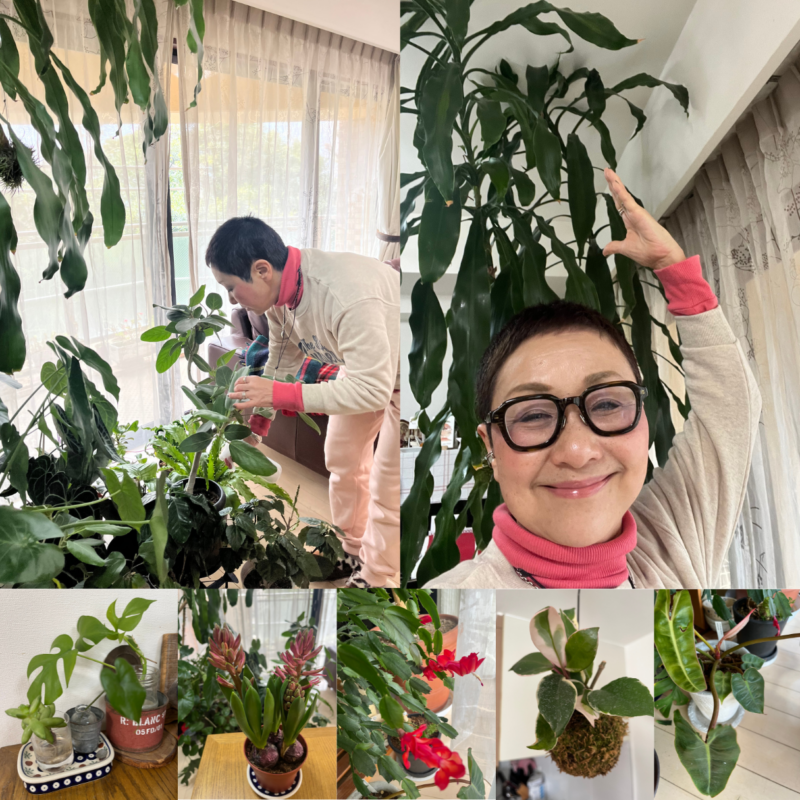 【60代ブログ】すくすく育つおうちグリーンが癒し♪春はどんな観葉植物をお迎えしようかワクワクする日々!