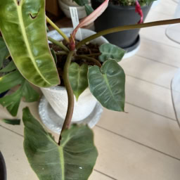 「キツネ君」とニックネームをつけた植物